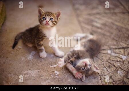 Two cute kittens are played on the stone floor in the summer yard. Stock Photo