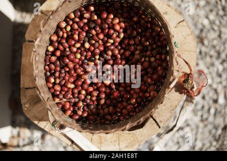 Fresh Arabica coffee berries in basket. Stock Photo