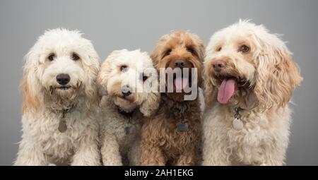 Cockapoo family, UK. Stock Photo