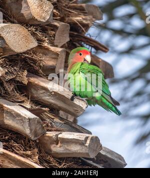 Peach faced love bird sitting on the side of a palm tree preening Stock Photo
