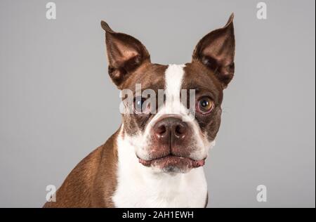 Boston Terrier pet dog, male, UK. Stock Photo