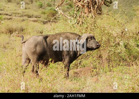 Closeup of Cape Buffalo (scientific name: Syncerus caffer or 'Nyati or Mbogo' in Swaheli) in the Ngorogoro National park, Tanzania Stock Photo