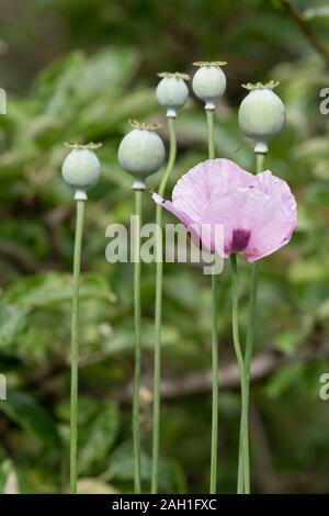 A Group of Opium Poppy Seed Heads with the Last Remaining Poppy Flower in the Foreground Stock Photo