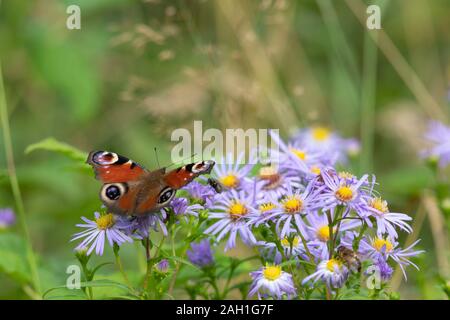 A Peacock Butterfly (Aglais Io) Foraging on a Michaelmas Daisy (Symphyotrichum Novi-Belgii) Together with a Greenbottle and a Honey Bee Stock Photo