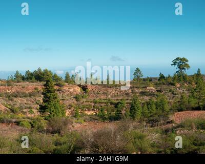 canary volcanic landscape with pine trees Stock Photo