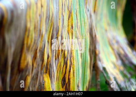 Banana tree disease, Symptoms of black sigatoka on banana foliage, Black sigatoka infected plant Stock Photo