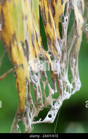 Banana tree disease, Symptoms of black sigatoka on banana foliage, Black sigatoka infected plant Stock Photo