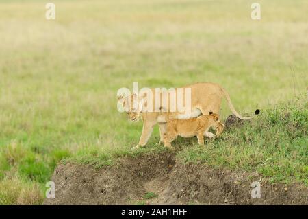 Lioness and cub playing (Panthera leo, or 'Simba' in Swaheli)  in the Serengeti National park, Tanzania Stock Photo