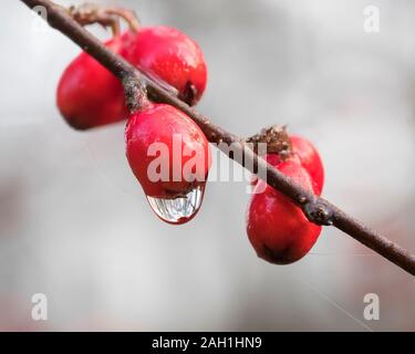Hawthorn berries in winter with water droplet. Tipperary, Ireland Stock Photo