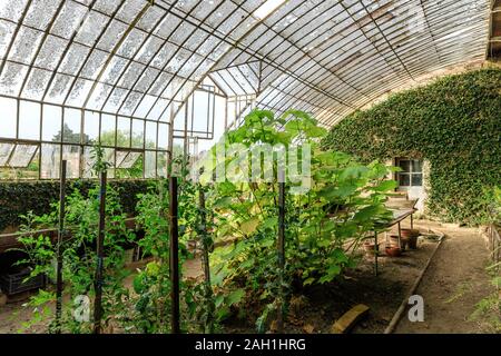 France, Sarthe, Loir valley, Le Lude, Chateau du Lude gardens, greenhouse leaning back against in the vegetable garden, interior // France, Sarthe (72 Stock Photo