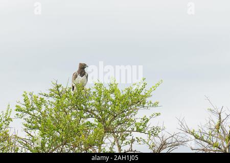 Martial Eagle (Polemaetus bellicosus) resting in a tree Stock Photo