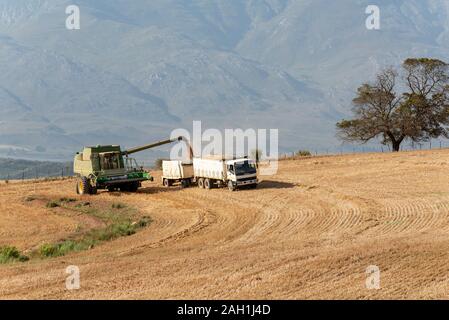 Caledon, Western Cape, South Africa. Combine harvester working with a grain lorry in the wheatlands region close to Caledon, Western Cape. Stock Photo