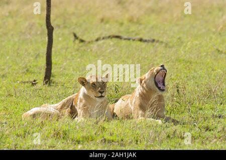 Pair of lions one yawning (Panthera leo, or 'Simba' in Swaheli)  in the Serengeti National park, Tanzania Stock Photo