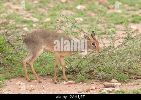 Sevgi porno ehtiroslari Eshakdagi qora lezbiyenlar ishtirokidagi porno videolar