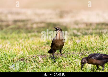 The great-tailed grackle or Mexican grackle ( Quiscalus mexicanus) is a medium-sized, highly social passerine bird native to North and South America Stock Photo