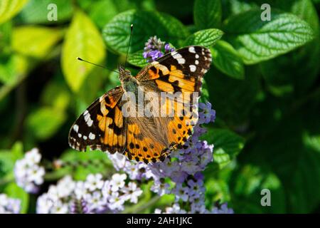 A painted lady butterfly (Vanessa cardui)