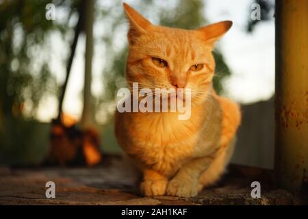 Ginger cat relax on the stone floor outdoor, sunset light. Stock Photo