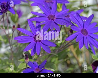 Blooming  pericallis senetti Stock Photo