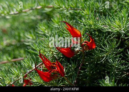 The flowers of a coral gem (Lotus berthelotii) Stock Photo