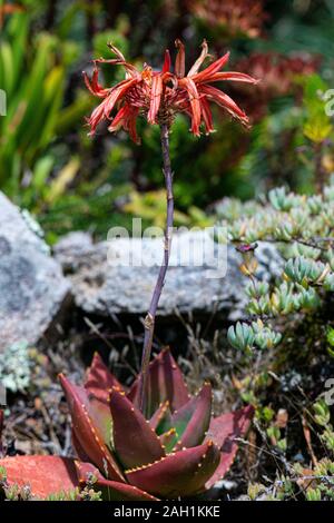 A mitre aloe (Aloe perfoliata) in flower Stock Photo