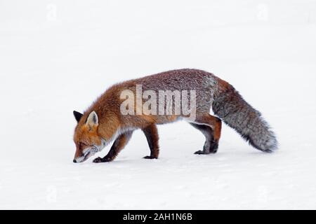 Hunting red fox (Vulpes vulpes) following and smelling scent trail in the snow in winter Stock Photo