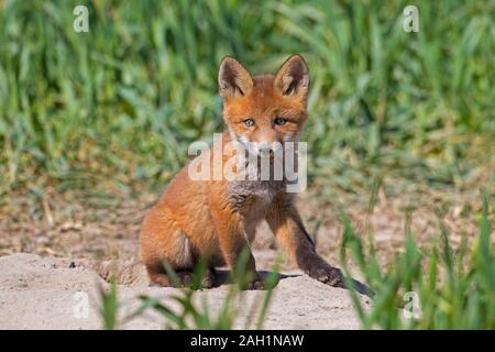 Young red fox (Vulpes vulpes) single kit sitting near den entrance in grassland / meadow in spring Stock Photo