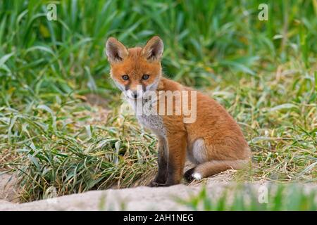 Young red fox (Vulpes vulpes) single kit sitting near burrow entrance in grassland / meadow in spring Stock Photo