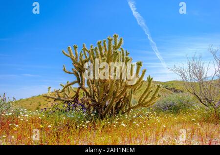 Close up of a single Cholla Cactus in Joshua Tree National Park, California Stock Photo