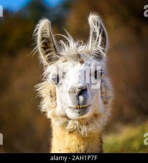 White adult Alpaca alert and curious, with a soft background Stock Photo