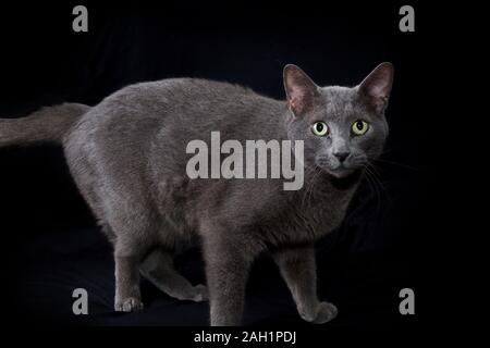 Studio shot of gray Russian blue cat standing on black cloth background looking at viewer.