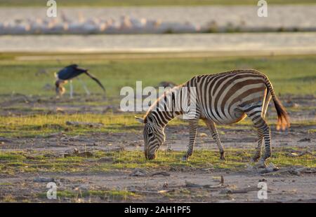 A single pregnant zebra feeding at day's end.  Amboseli National Park, Kenya. (Equus burchelli) Stock Photo