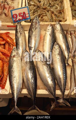 Small Tuna Fish Atlatic Bonito Sarda Variety Stock Photo - Alamy