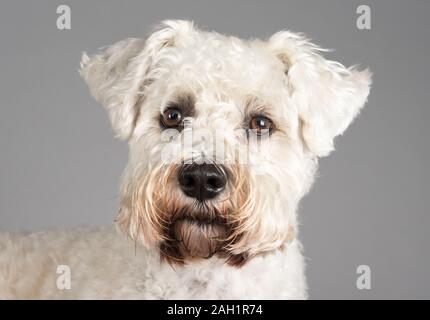 Schnauzer sales bichon puppy