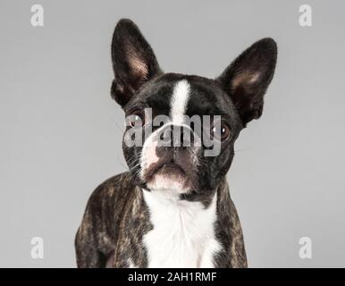 Boston Terrier, young, male, UK Stock Photo