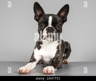 Boston Terrier, young, male, UK Stock Photo