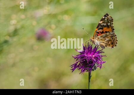 Colorful painted lady butterfly sitting on purple knapweed growing in a meadow on a summer day. Blurry green background. Space for text. Stock Photo