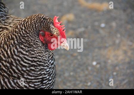 Farmyard critters Stock Photo