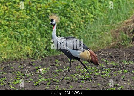 Grey-crowned Crane (Balaerica regulorum gibbericeps) adult walking and calling  Queen Elizabeth National Park, Uganda               November Stock Photo
