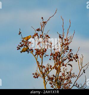 Eurasian Siskins Stock Photo