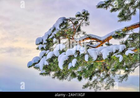 Green  needles on Pine tree branch with snow covered on gentle colored sunset or sunrise sky background. Bright detail in white winter nature Stock Photo