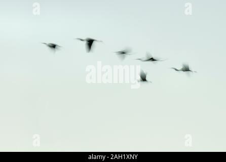 Motion blur of wading birds in flight Stock Photo