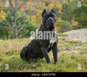 Cane Corso or Italian Mastiff male juvenile dog Stock Photo