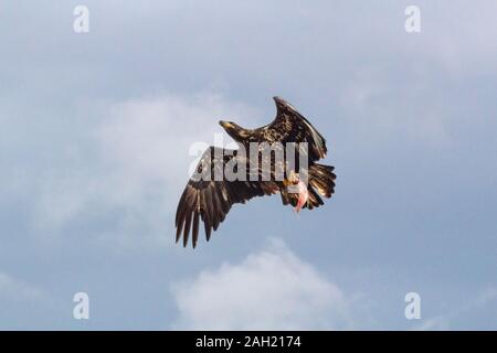 A juvenile bald eagle carrying a fish in its talons. Stock Photo