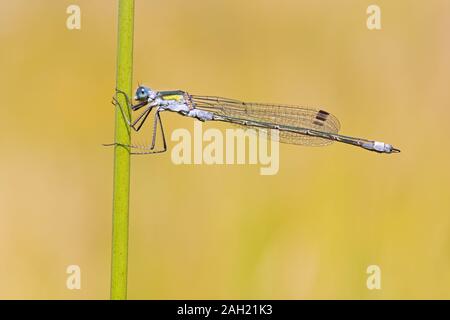 Emerald Damselfly (lestes sponsa) perched on a green stalk Stock Photo