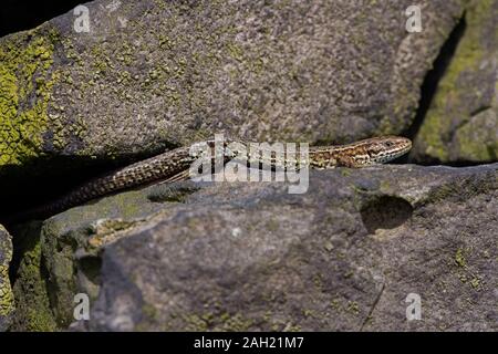 Common Lizard (Zootoca vivipara) basking on lichen covered stone wall Stock Photo