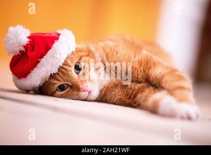 A sweet young red cat with big green eyes is chilling on the floor. The cat is wearing a Christmas cap and looking into the camera. Stock Photo