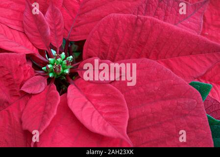 Poinsettia plant bloom close-up of pink red single flower  bract, centre towards left and leaves to the  right with plant petals filling area viewed from above Stock Photo