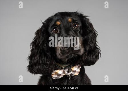 working cocker spaniel, 7 months old, male, black & tan, UK. Stock Photo