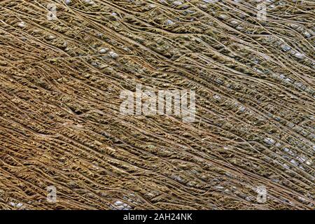detail of fibre from a chinese windmill palm tree creates a natural textured background Stock Photo