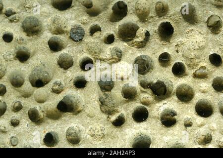 detail of the surface of a weathered stone creates a natural textured background Stock Photo